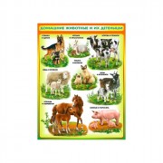 Плакат А2 Домашние животные и их детеныши арт Р2-192