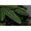 Елка 210см "Ленинградская" с лампочками (хвоя литая+ПВХ, подставка металл.) арт.ЕЛСЛ 21 - 