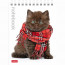 Блокнот А6 мягкая обложка на гребне 40 листов (Hatber) Милые котята арт 40Б6В1гр - 